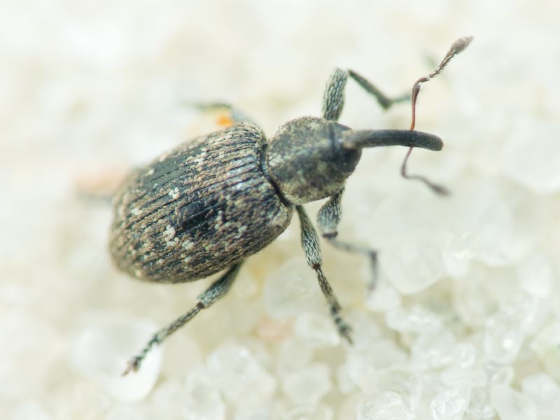 Smicronyx jungermanniae (Reich, 1797)